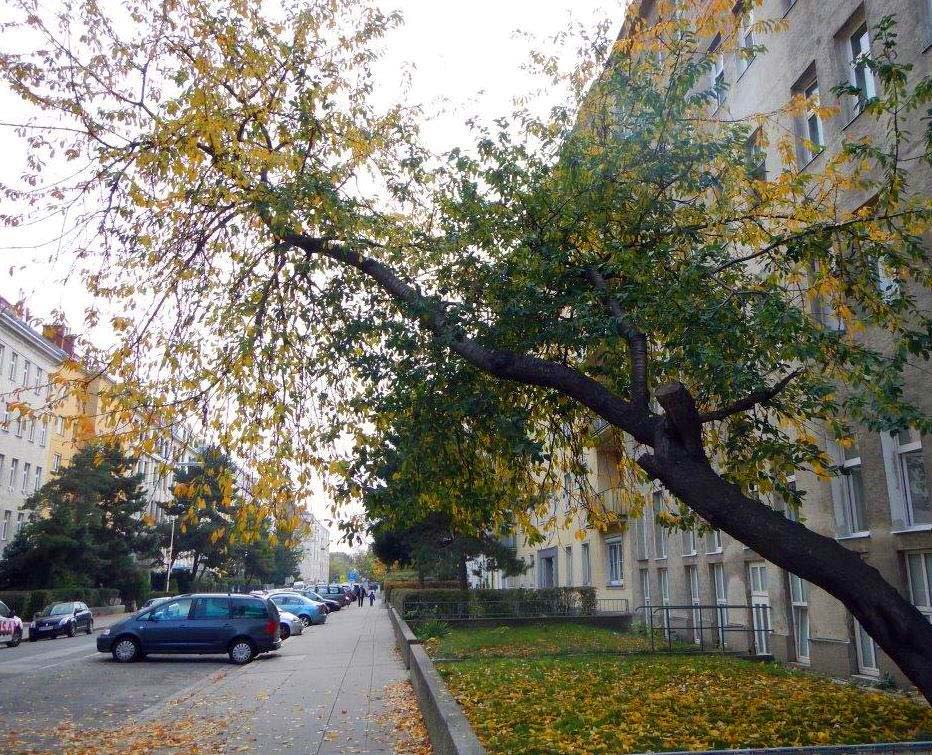 Baumkontrolle in Wien