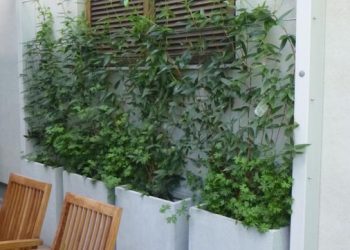 Container mit Lonicera