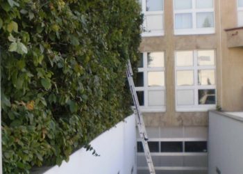 schnitt der Rankpflanzen