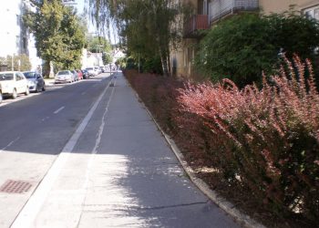 Vorher Berberitzenhecke