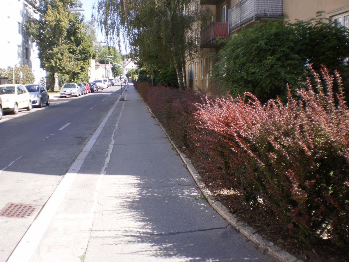 Vorher Berberitzenhecke