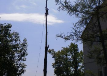 vorsichtiges Roden mit Kletterseiltechnik