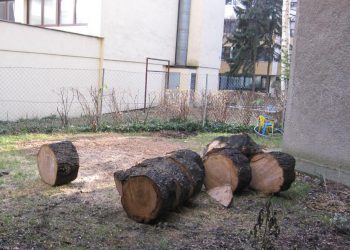 gerodete Wurzelstoeckeund Stämme