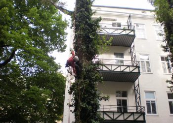 Baumabtragung Doppelseil Klettertechnik