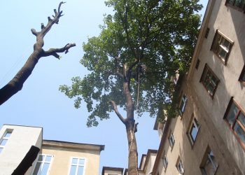 Baumrodung Wien Umgebung