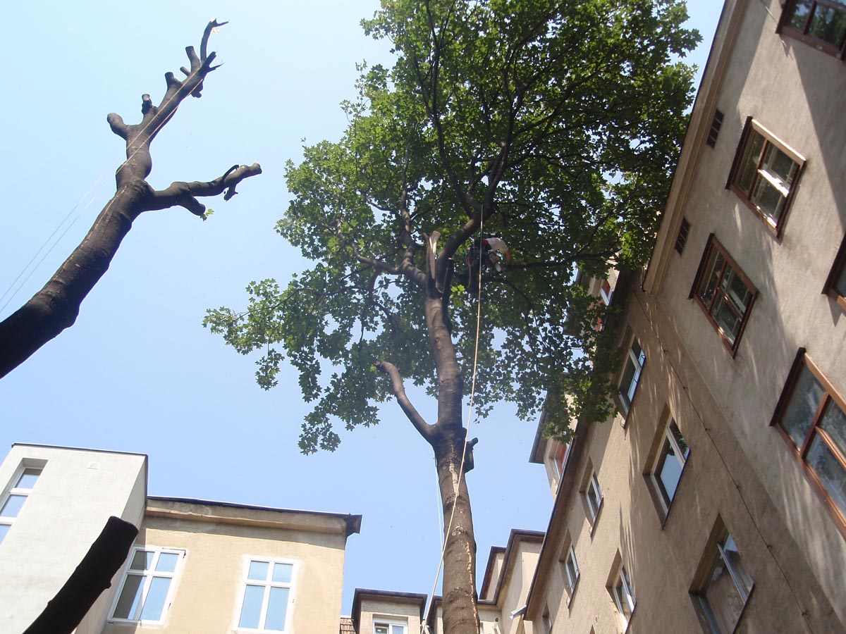 Baumrodung Wien Umgebung